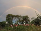 Arc-en-ciel, gaillardes et lys